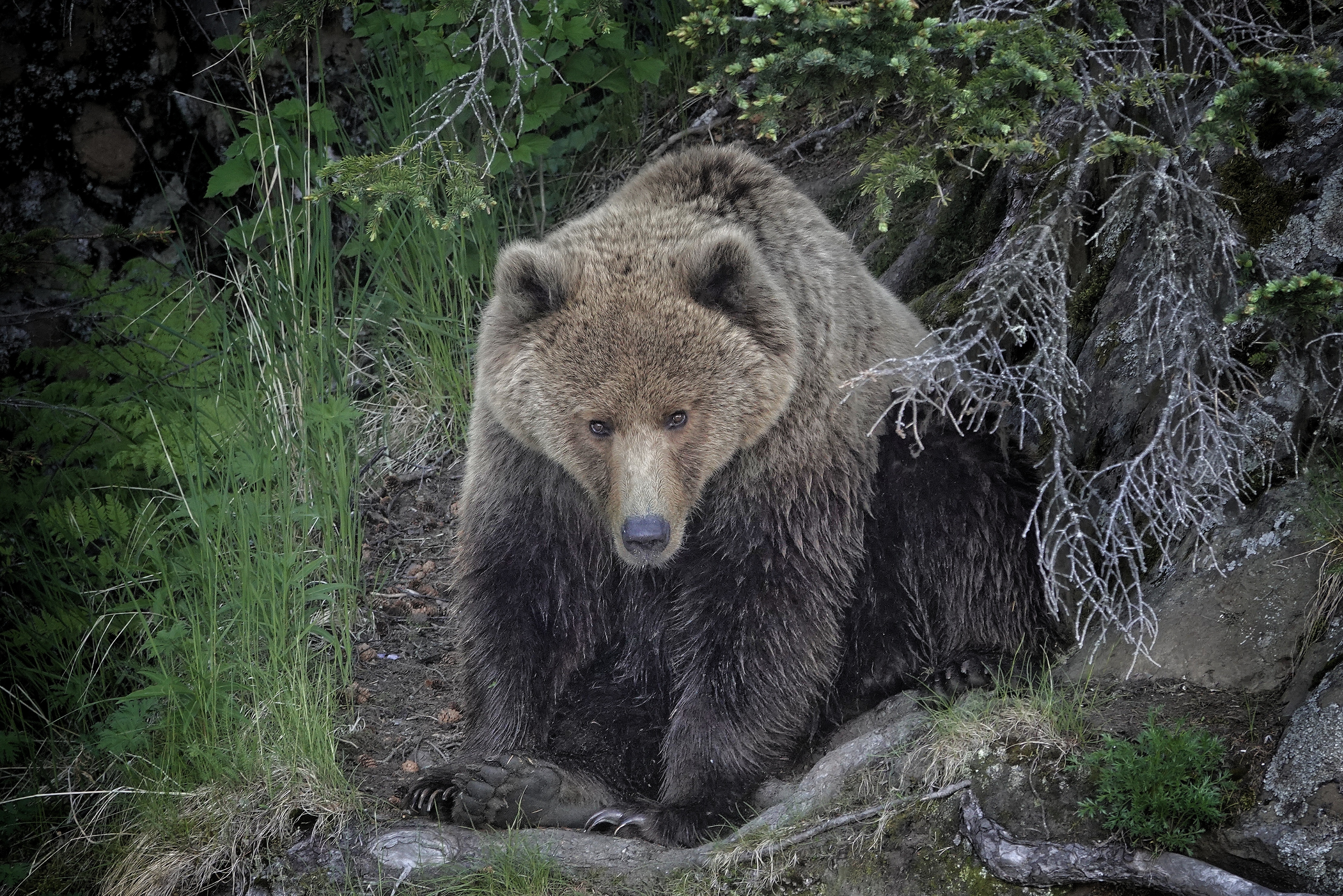 Grizzly de Lake Clark dans la végétation